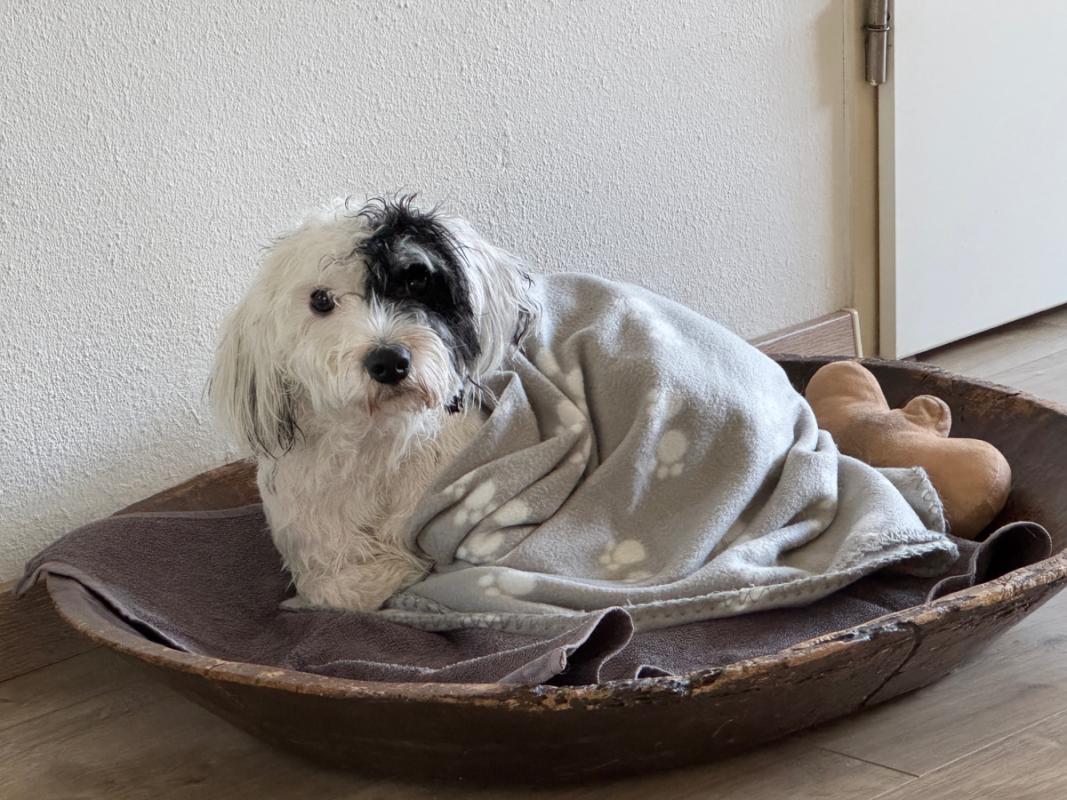 Nacho