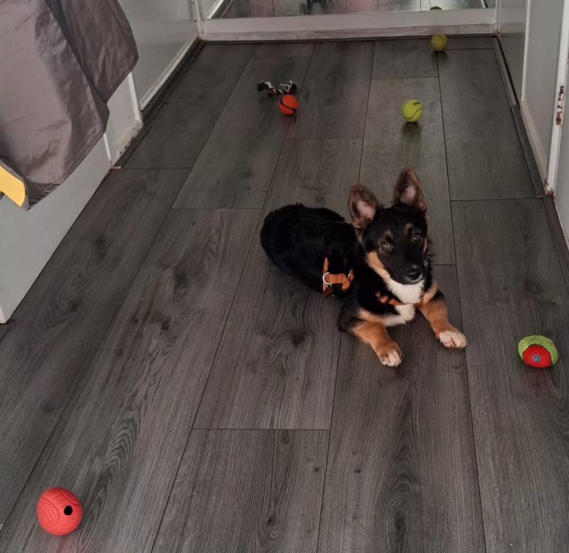 Bunny