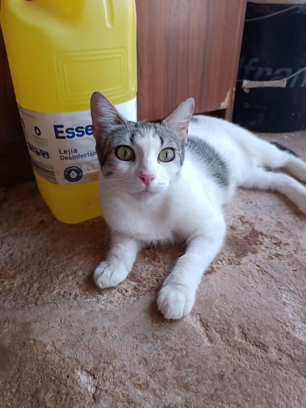 Vega