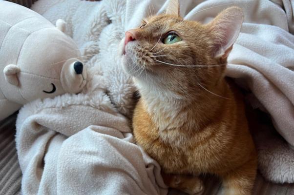 Cinnamon
