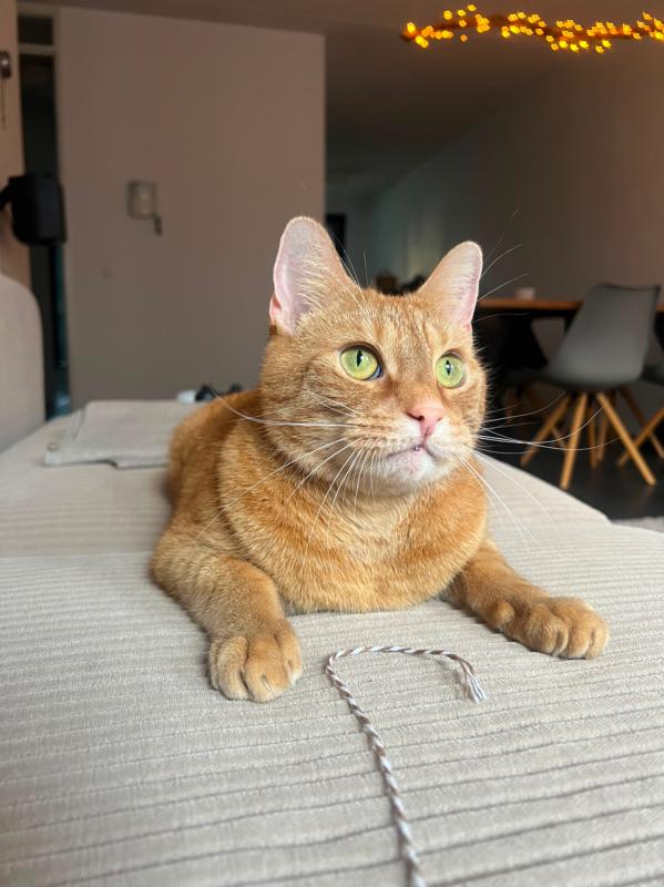 Cinnamon