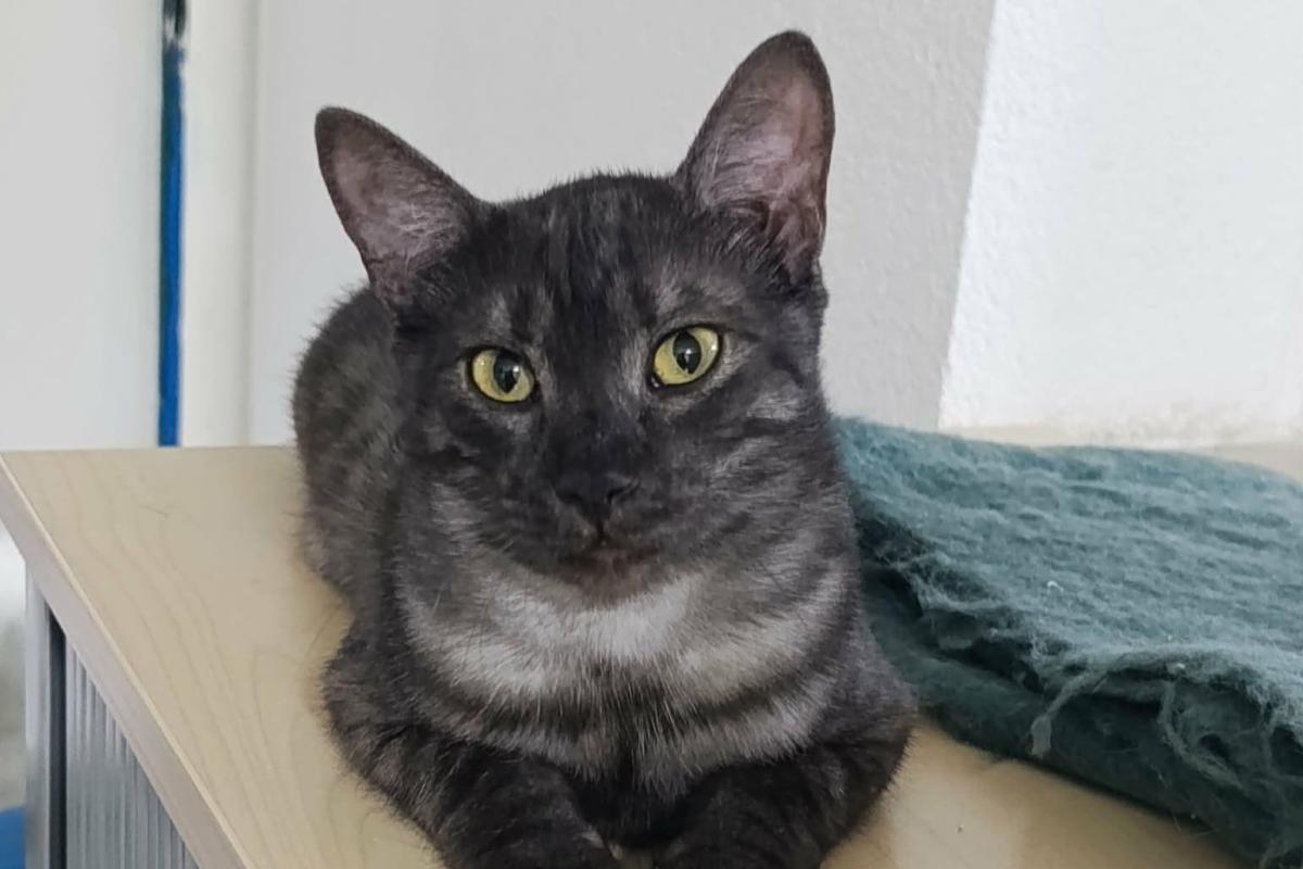 Ozzie