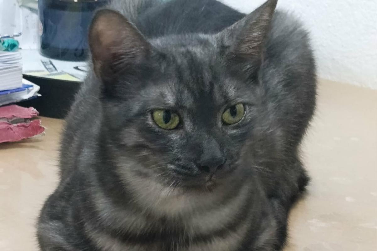 Ozzie