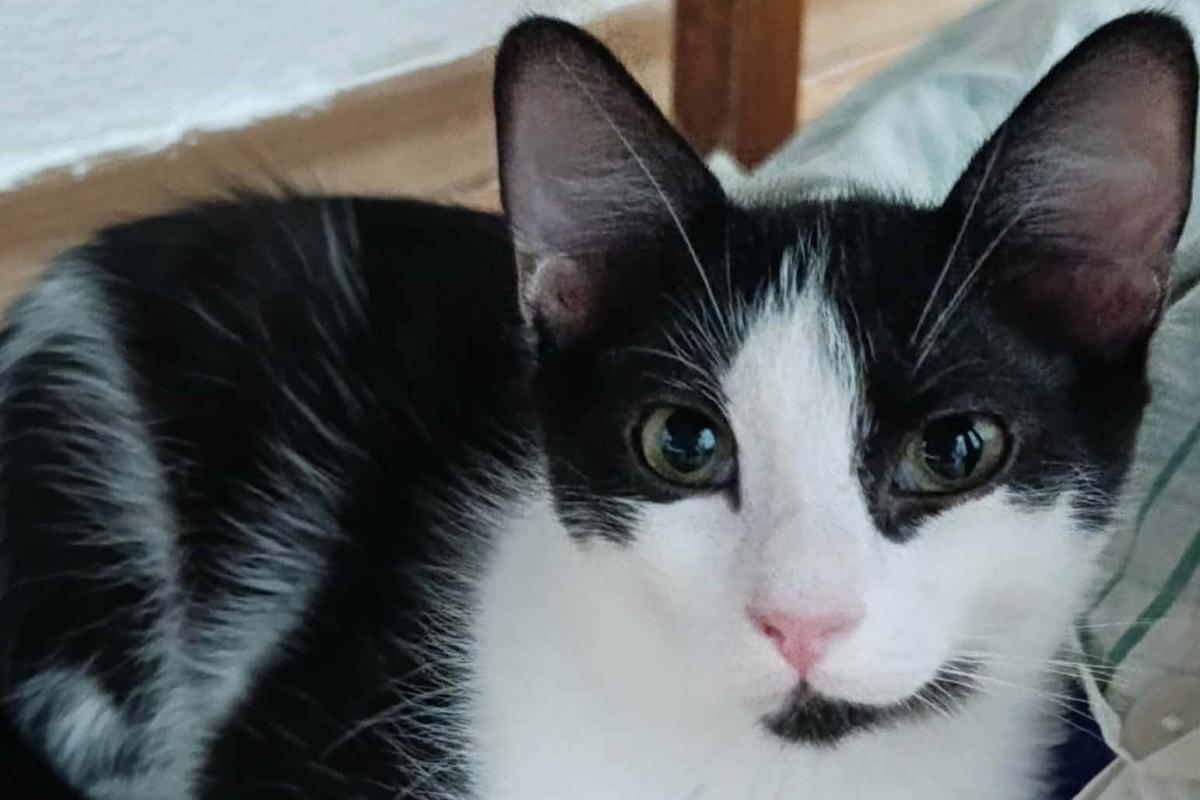 Milo