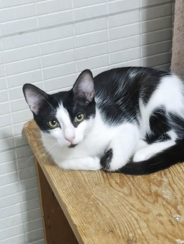 Milo