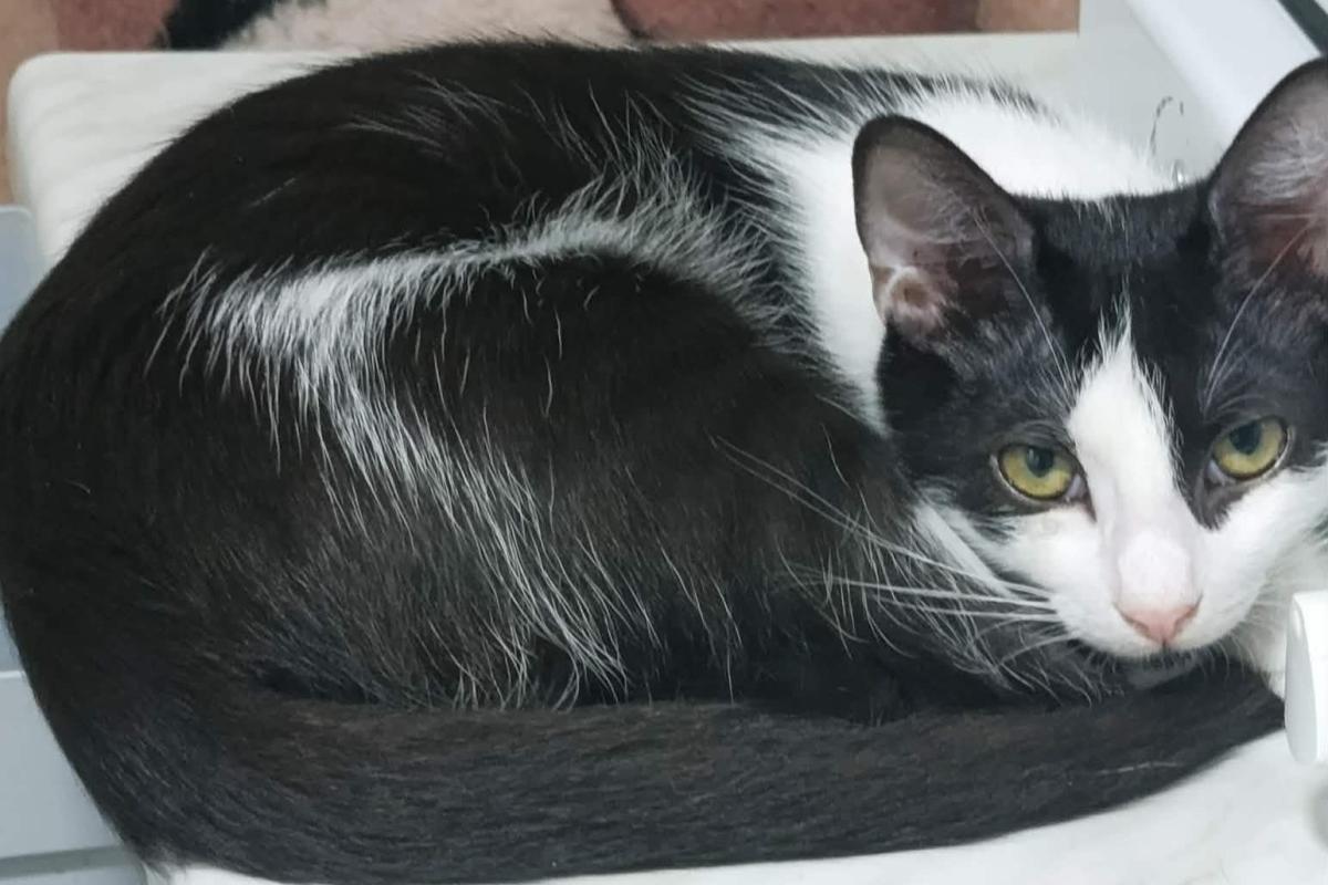 Milo