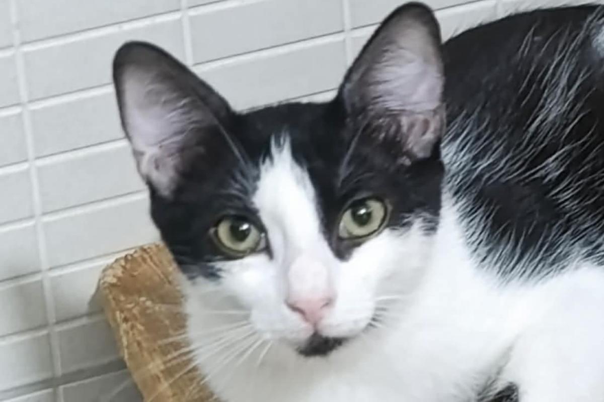 Milo