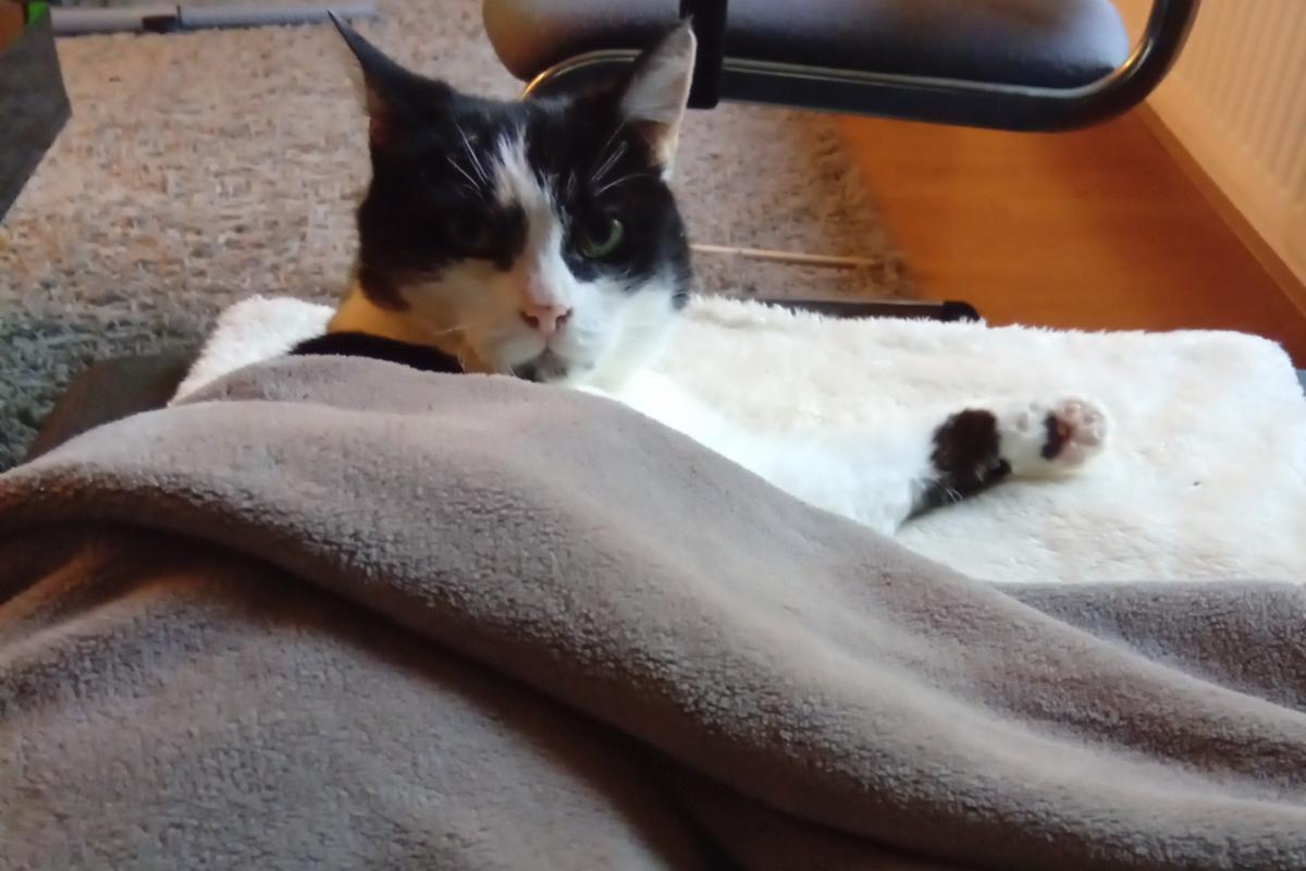 Miep
