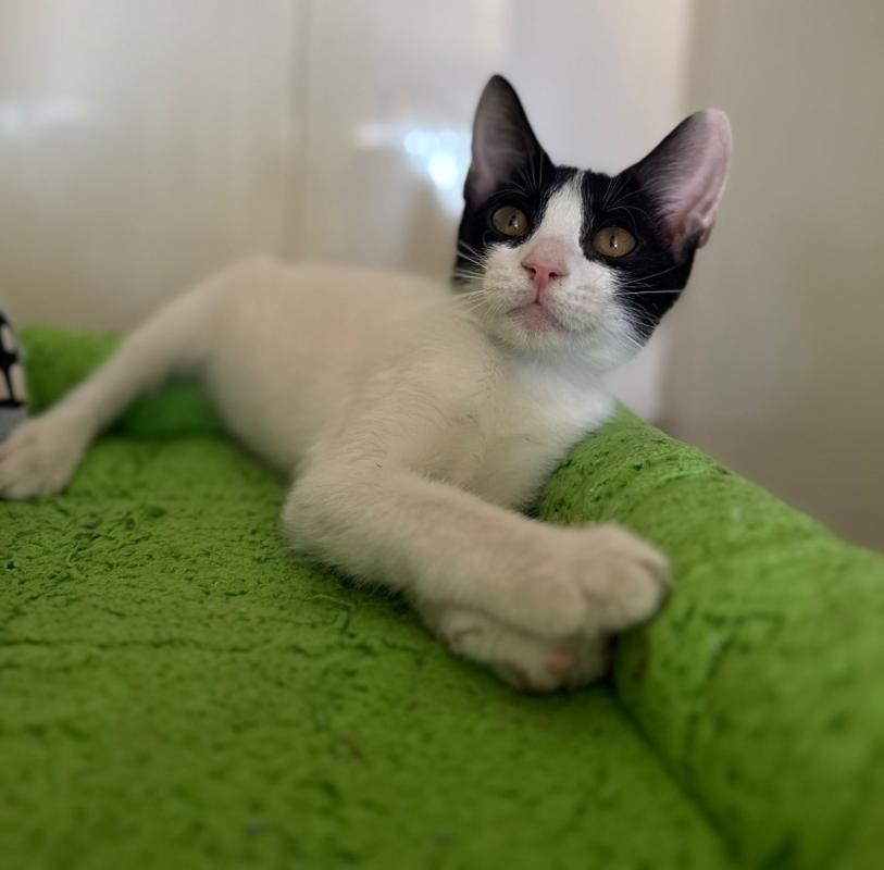 Archie