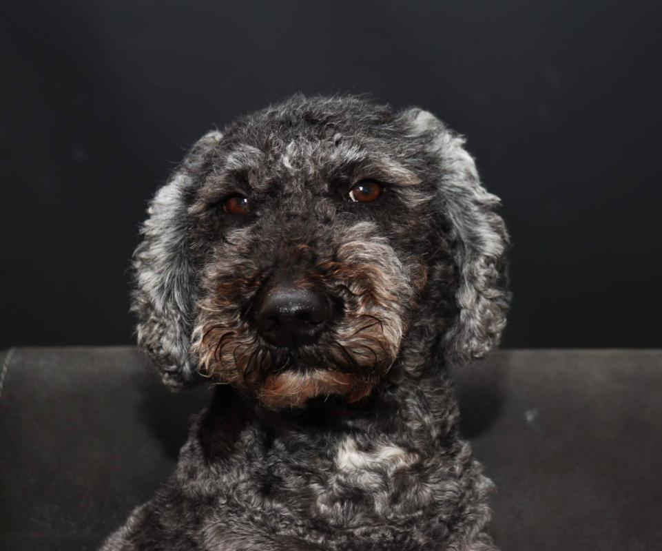 Pippa