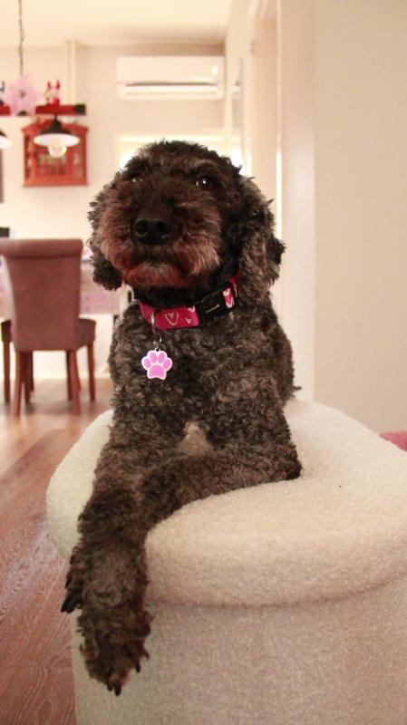 Pippa
