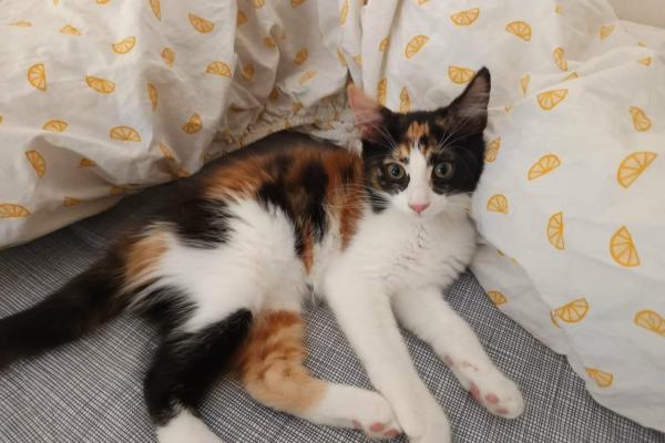 Lilly