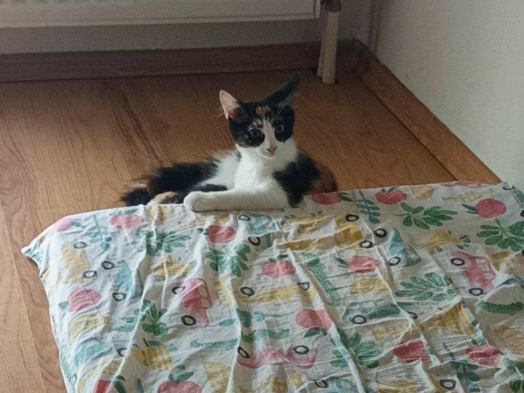 Lilly