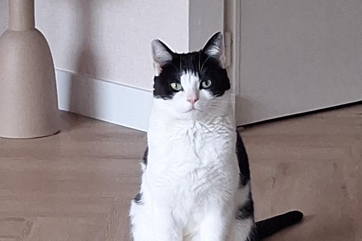 Milo