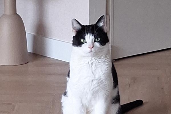 Milo
