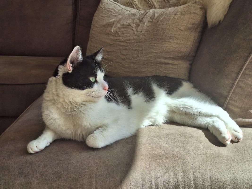 Milo