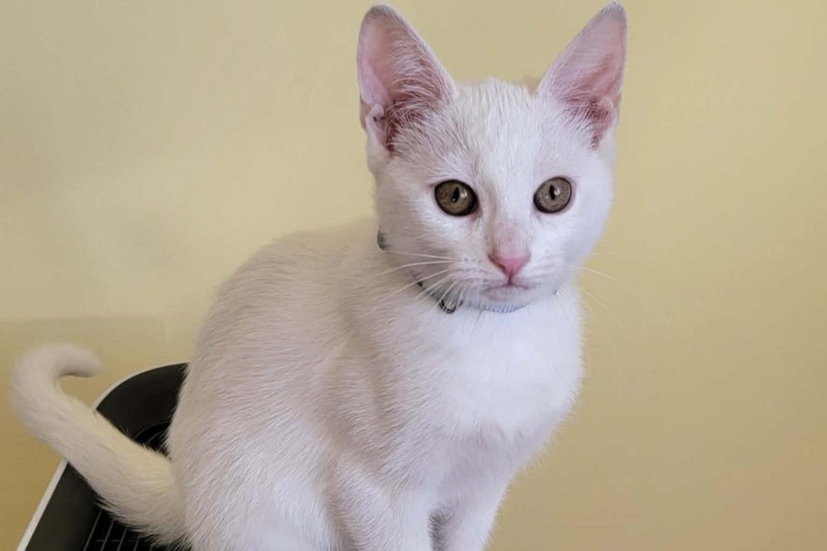 Perla