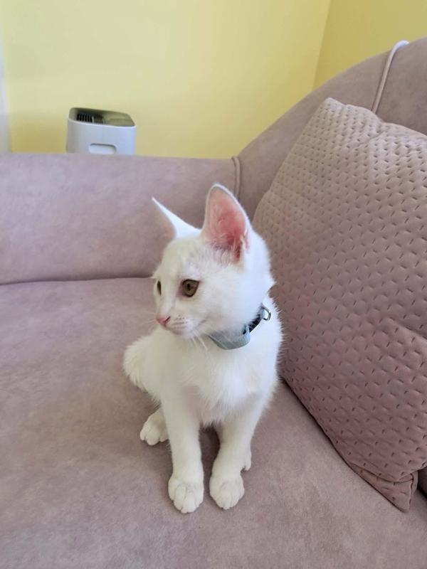 Perla
