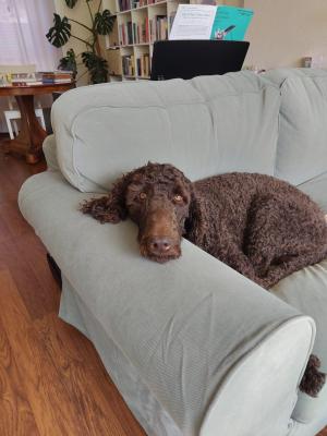 Mozzie