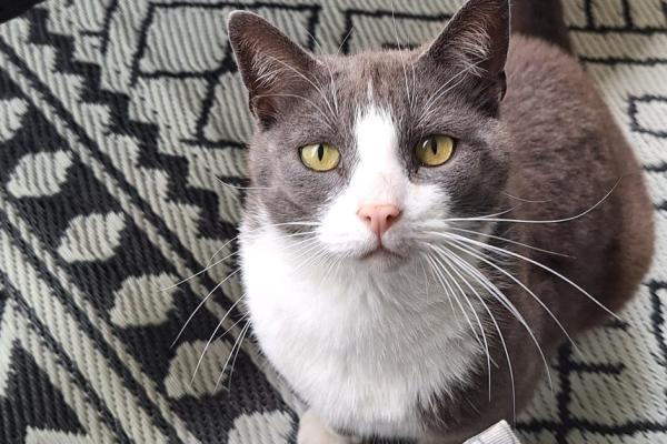 Simba