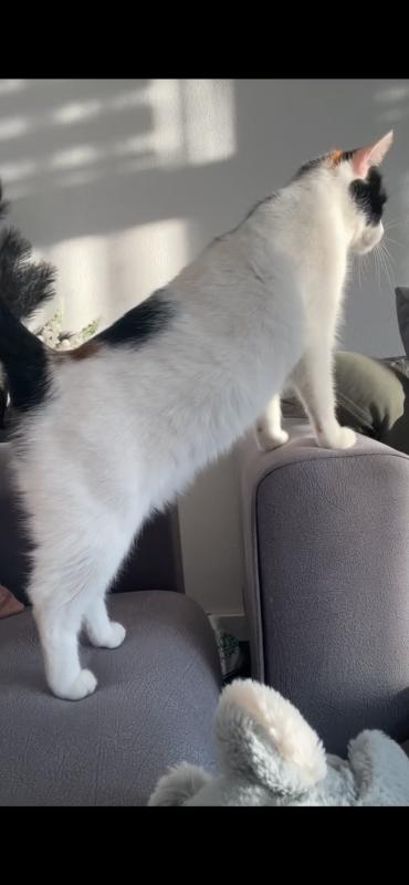 Mila