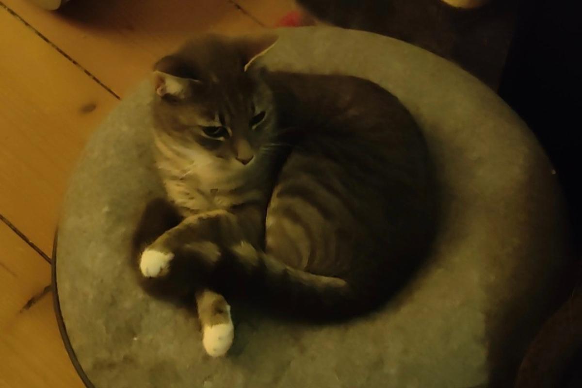 Dali