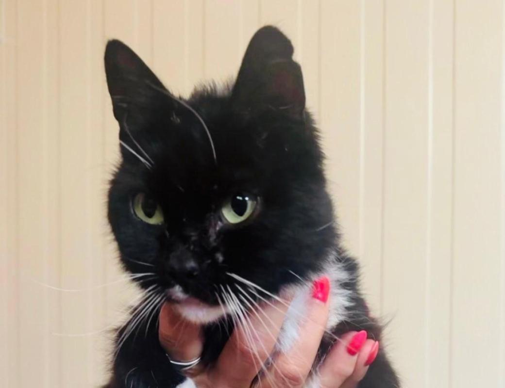 Bella