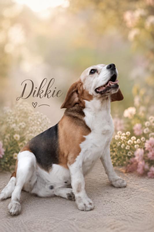 Dikkie