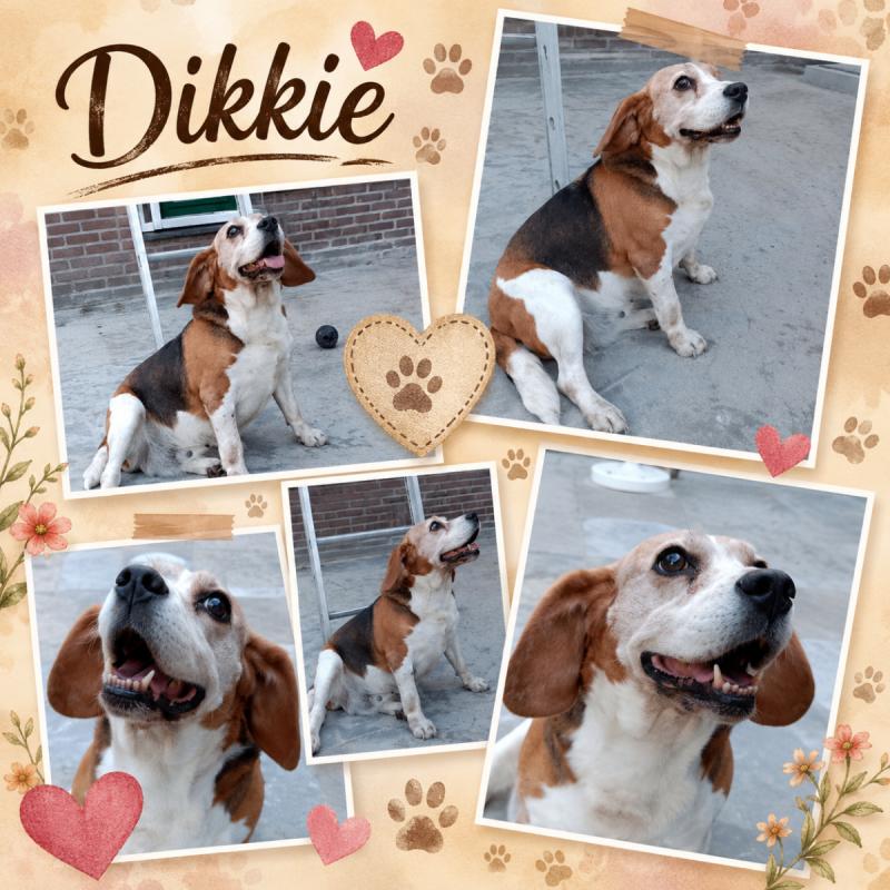Dikkie