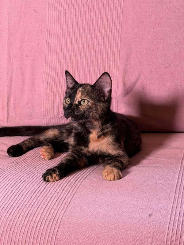 Clarice