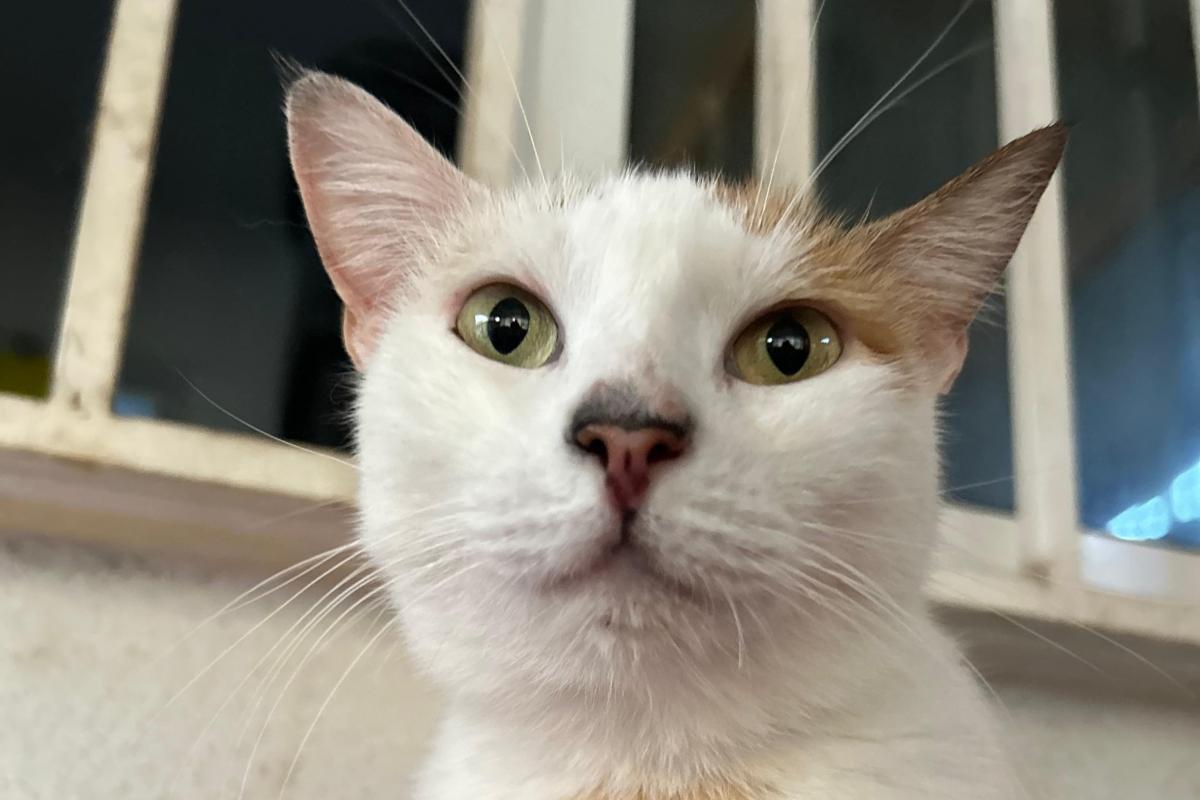 Kira