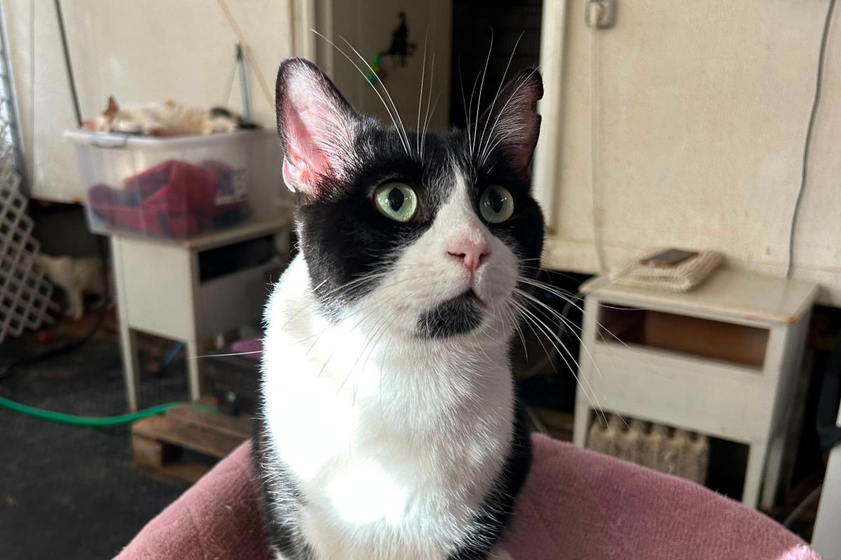 Simon