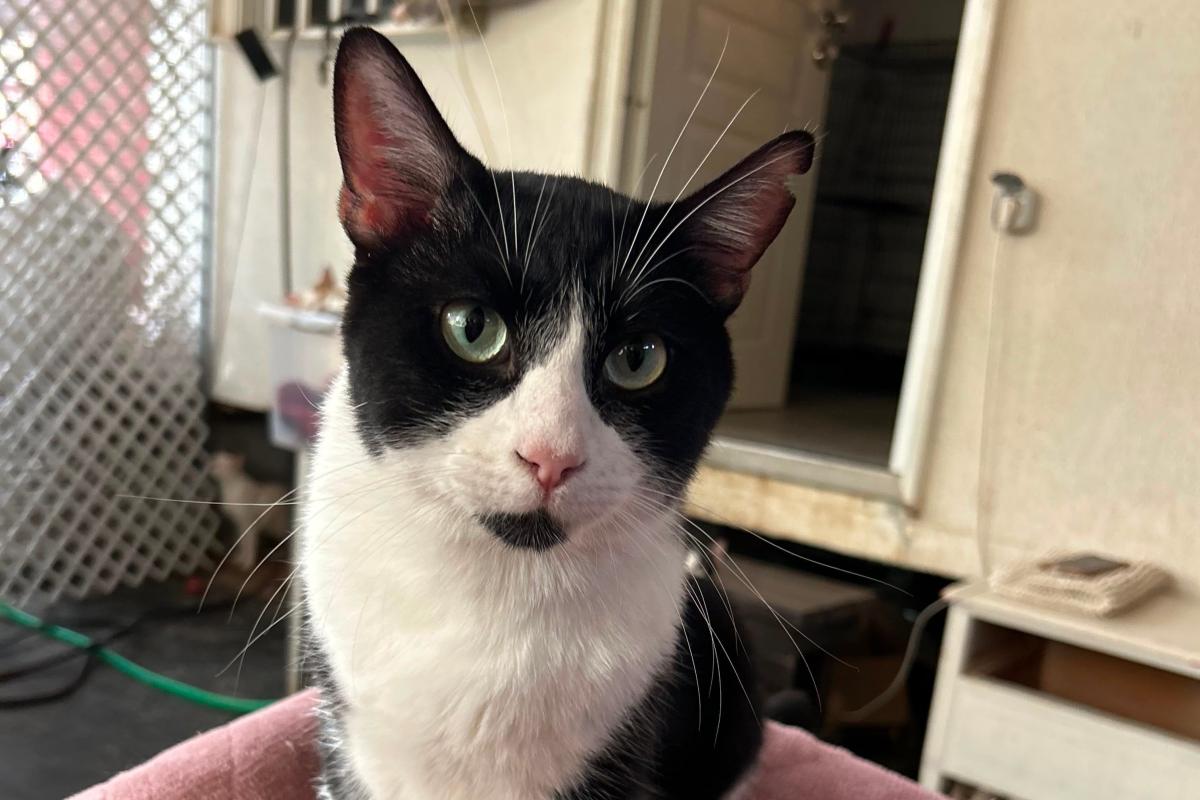 Simon