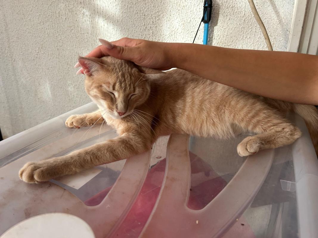 Dulce