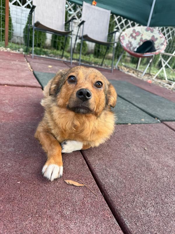 Amelia