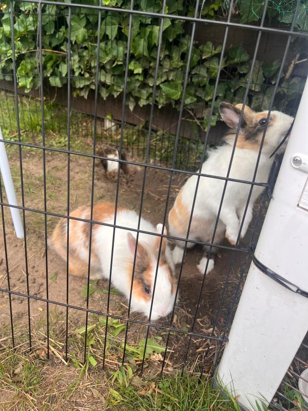 Bubu & Kiki