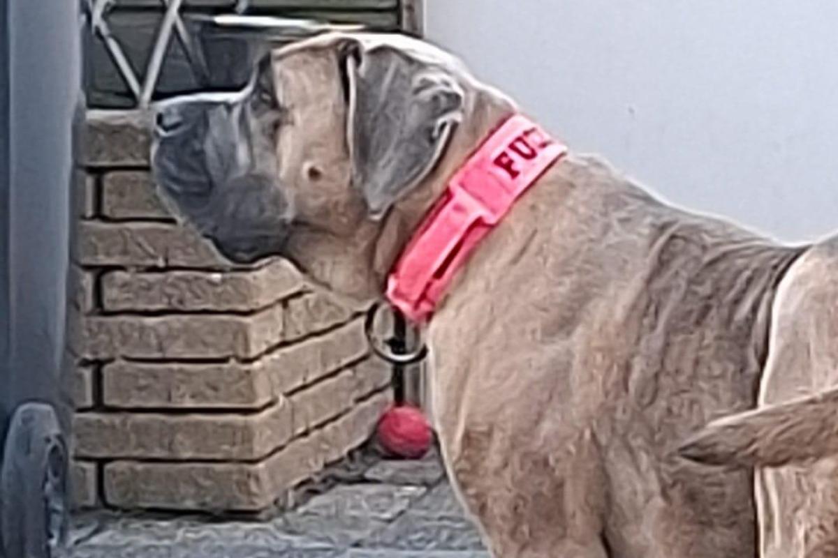 Kaja