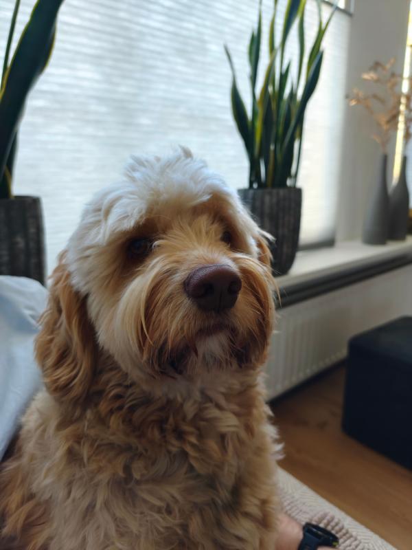 Cooper