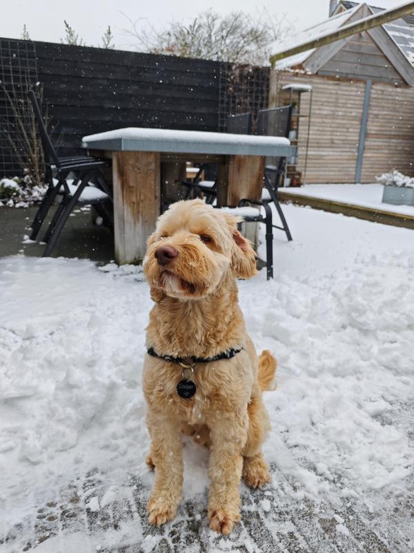 Cooper