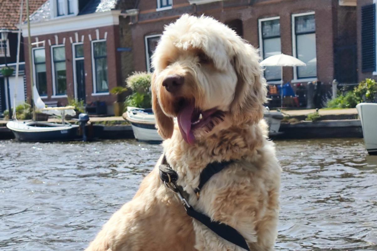 Cooper