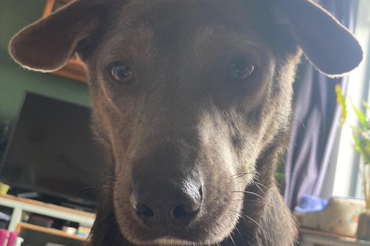 Levi