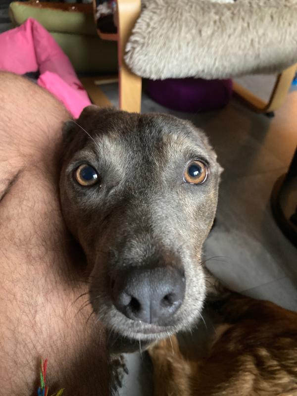 Levi