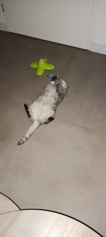 Yoshi