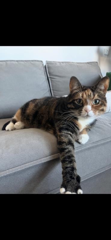 Nayla