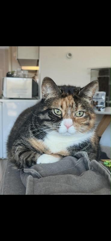 Nayla
