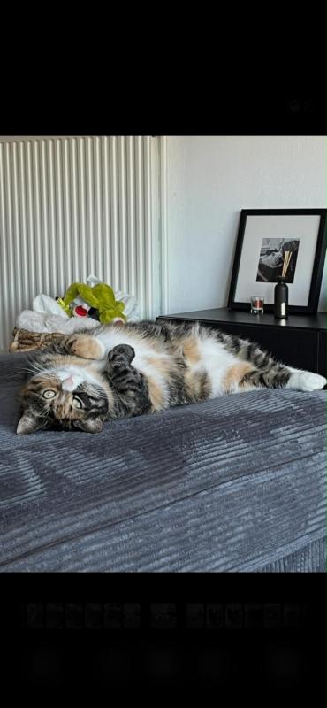 Nayla