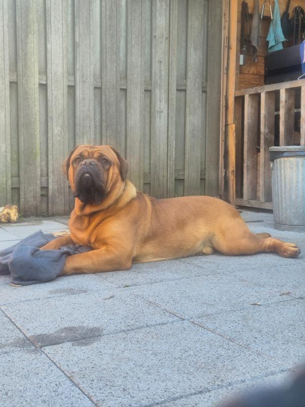 Rocco