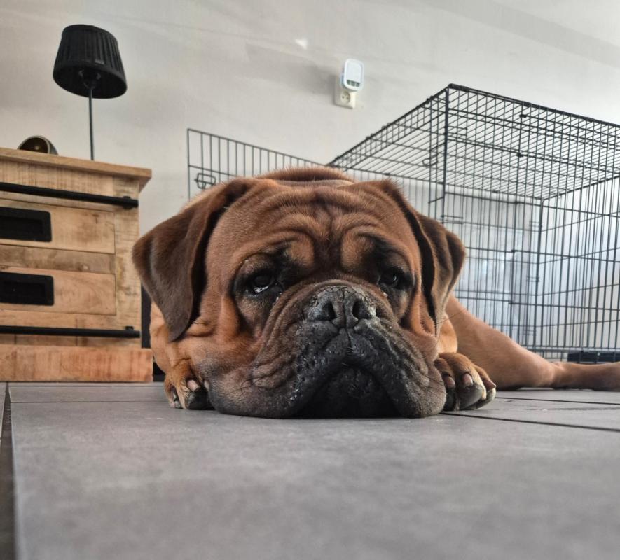 Rocco
