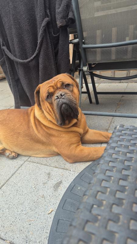 Rocco