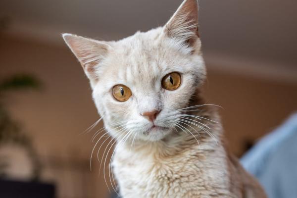 Butterscotch